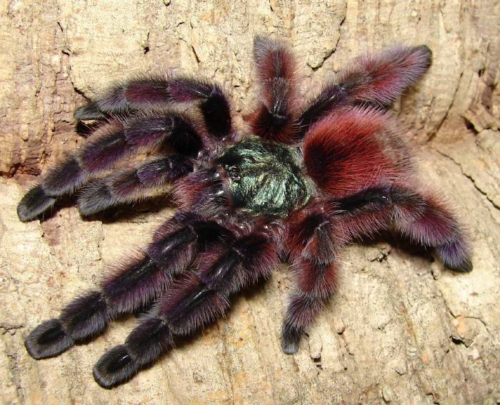 Павук-птахоїд Avicularia versicolor фото