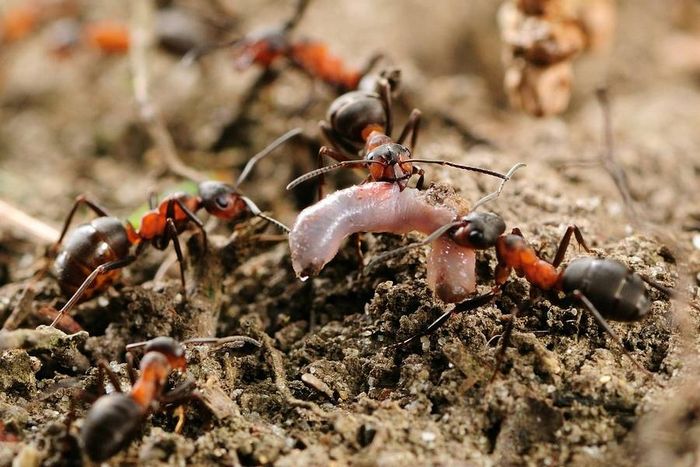 Лісові мурахи фото (лат. Formica polyctena)