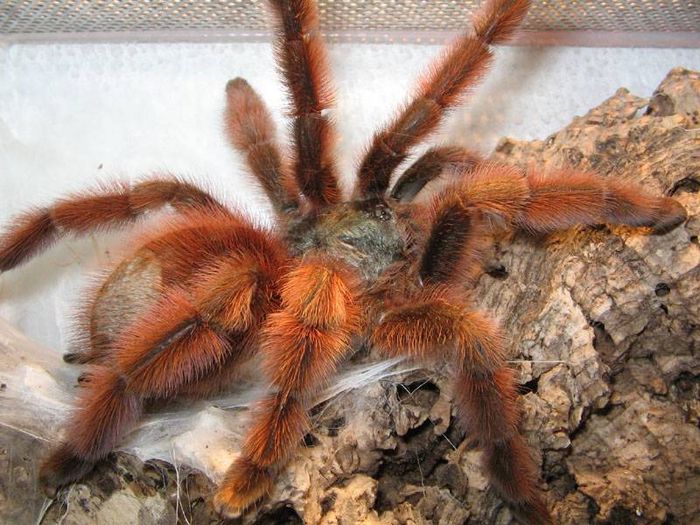 Самка павука-птахоїда Avicularia versicolor фото