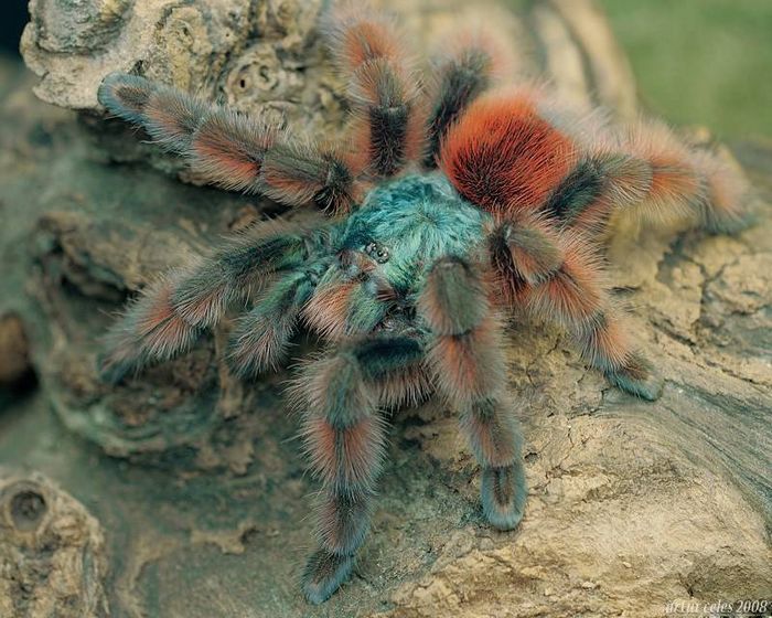 Гарний павук-птахоїд Avicularia versicolor фото