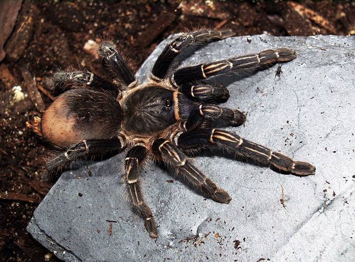 Чорний павук-птахоїд Aphonopelma seemanni фото