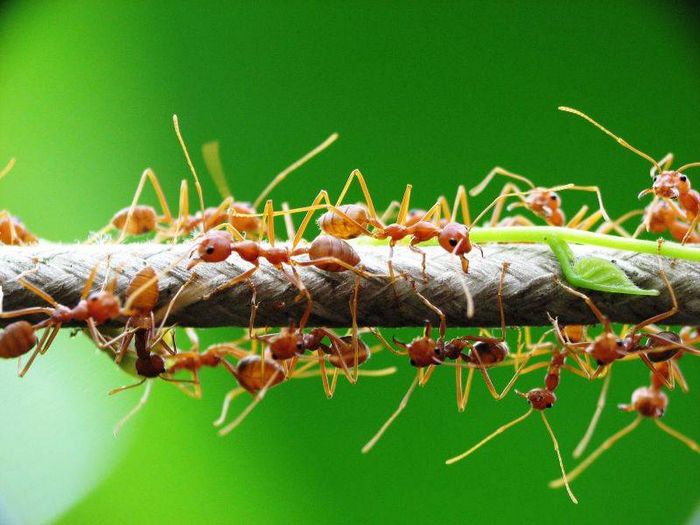 Азіатські мурахи кравці (лат. Oecophylla smaragdina)