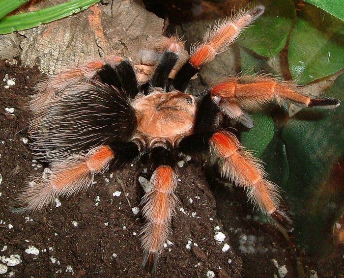 Павук-птахоїд Brachypelma boehmei фото