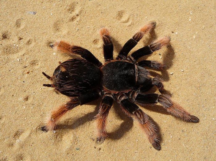 Павук-птахоїд Brachypelma klaasi фото