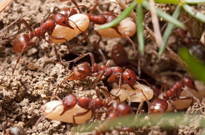 Мурахи-амазонки фото (лат. Polyergus rufescens)