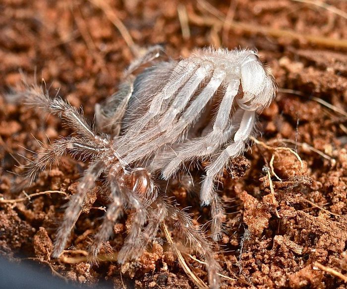 Скинутий під час линьки екзоскелет павука-птахоїда Brachypelma smithi