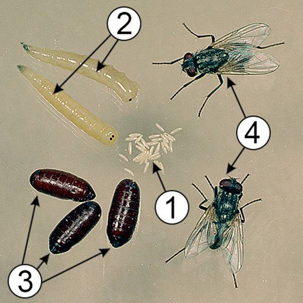 Стадії розвитку мухи