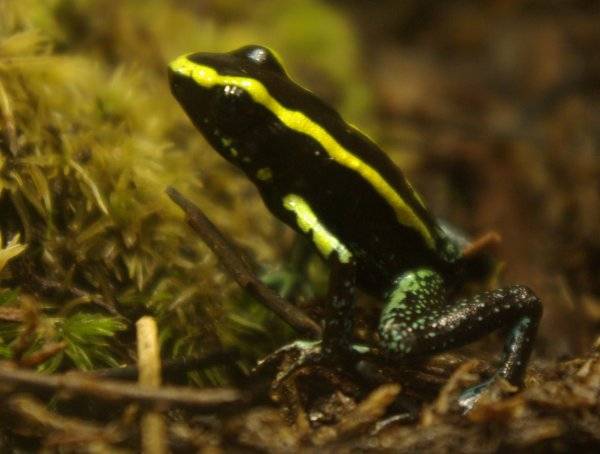 Золотістополосий листолазів фото (лат. Phyllobates aurotaenia)