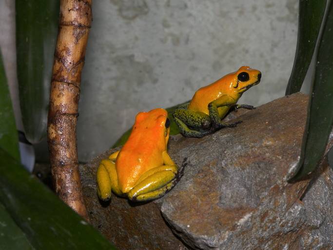 Двоколірний листолазів фото (лат. Phyllobates bicolor)