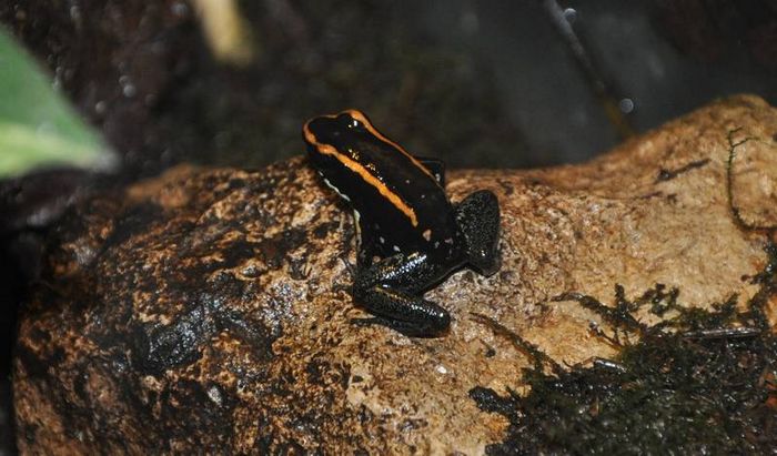 Смугастий листолазів фото (лат. Phyllobates vittatus)