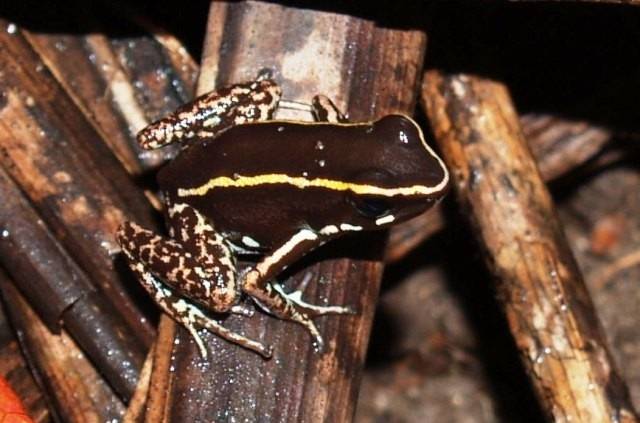 Чарівний листолазів фото (лат. Phyllobates lugubris)