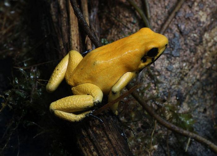 Листолаз жахливий фото (лат. Phyllobates terribilis)