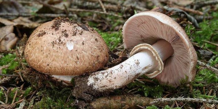 Лісовий печериця фото (лат. Agaricus silvaticus)