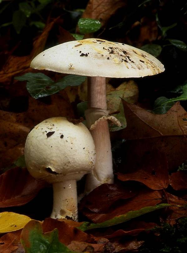 Печериця перелесковий (печериця тонкий) фото (лат. Agaricus silvicola)