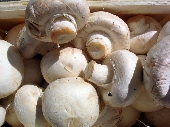 Печериці садові фото (лат. Agaricus bisporus)