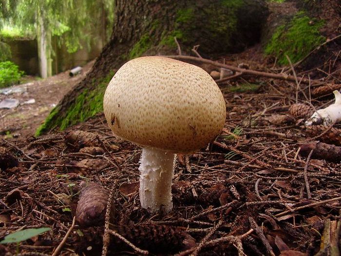 Печериця серпневий фото (лат. Agaricus augustus)