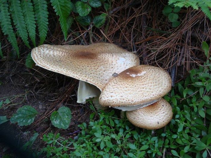 Серпневі печериці фото (лат. Agaricus augustus)