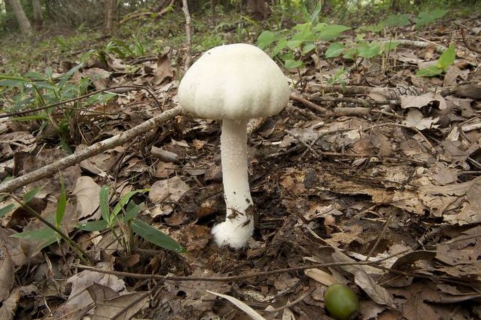 Печериця кривої фото (лат. Agaricus abruptibulbus)