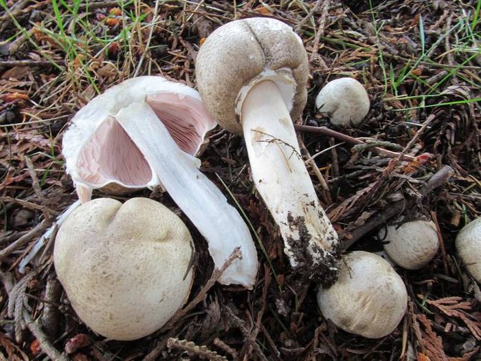 Печериця Меллера (строкатий печериця) фото (лат. Agaricus moelleri)