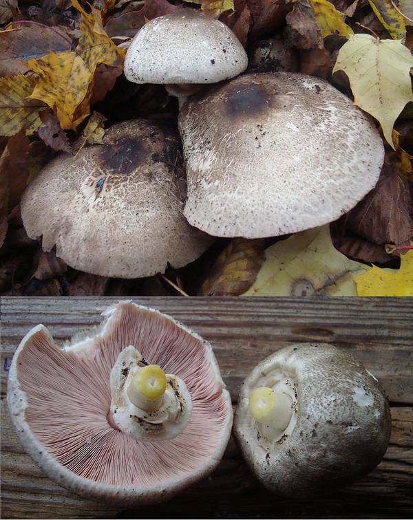 Строкаті печериці фото (лат. Agaricus moelleri)