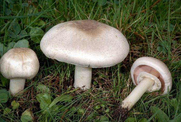 Каліфорнійський печериця фото (лат. Agaricus californicus)