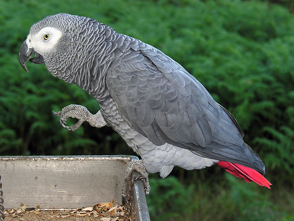 Папуга Жако (African Grey Parrot)