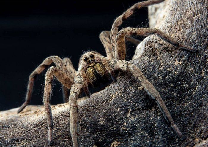 Апулийский тарантул (лат. Lycosa tarantula)