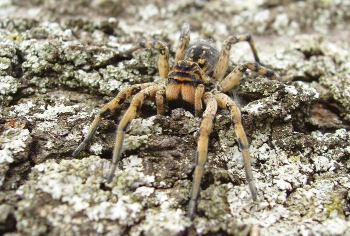 Південноросійський тарантул, Мизгирь (лат. Lycosa singoriensis)