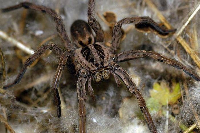 Тарантул Lycosa narbonensis фото