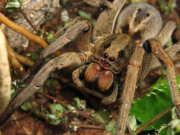 Бразильський тарантул (лат. Lycosa erythrognatha)