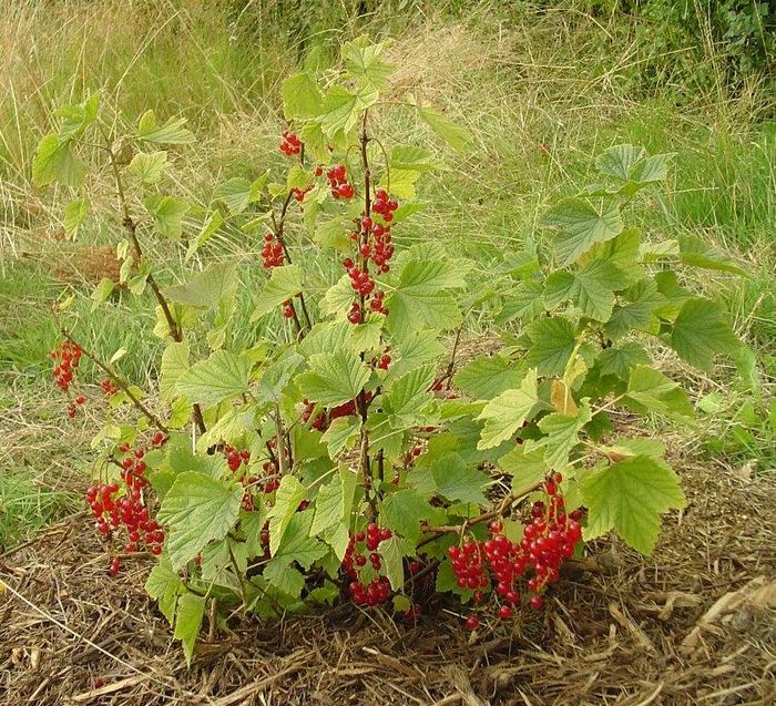 Червона смородина (звичайна, садові смородина) (лат. Ribes rubrum)