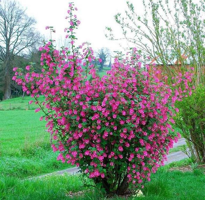 Криваво-червона смородина (лат. Ribes sanguineum)