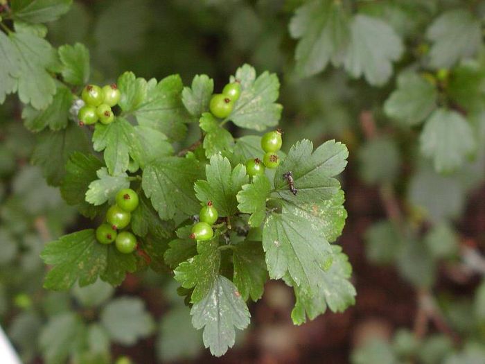 Крижана смородина (лат. Ribes glaciale)