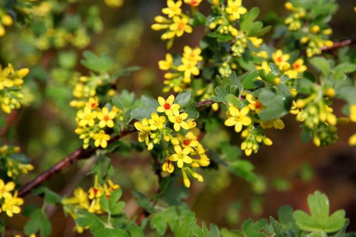 Золотиста смородина (золота смородина) (лат. Ribes aureum)