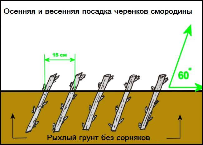 Розмноження смородини живцями восени і навесні - схема