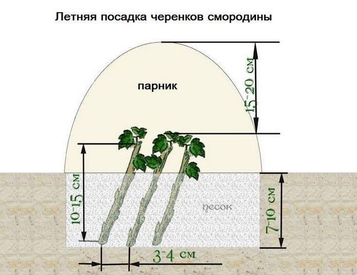 Розмноження смородини зеленими живцями влітку - схема