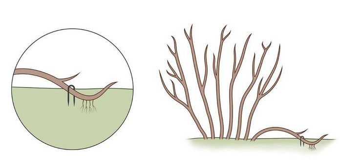 Розмноження смородини відводками фото