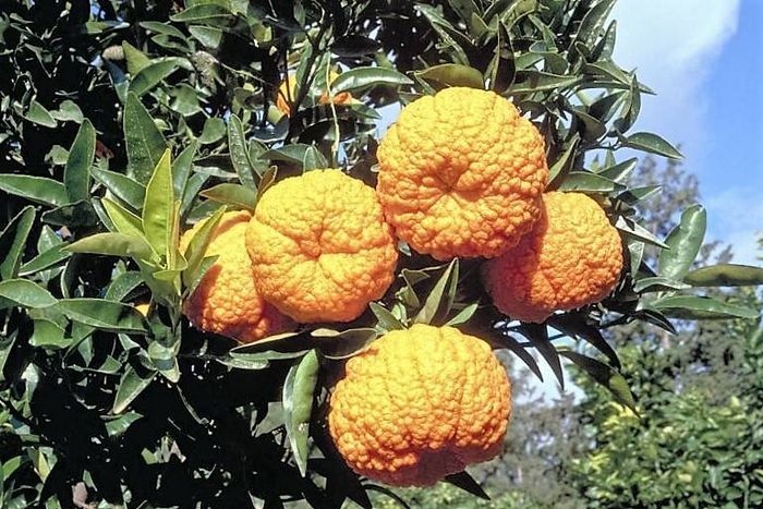 Королівський (благородний) мандарин фото (лат. Citrus nobilis)