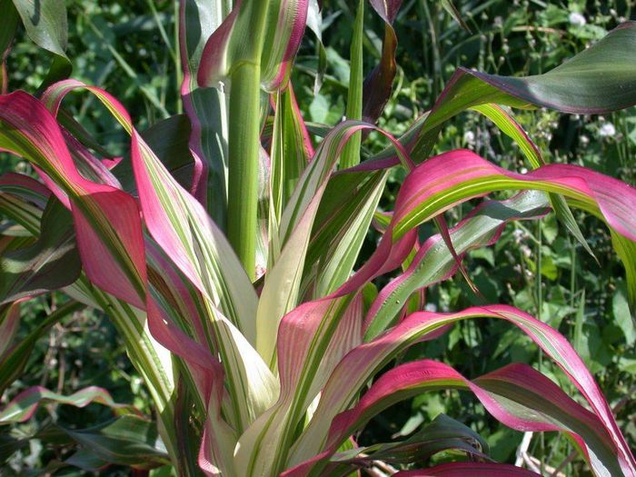 Японська кукурудза (лат. Zea mays japonica)