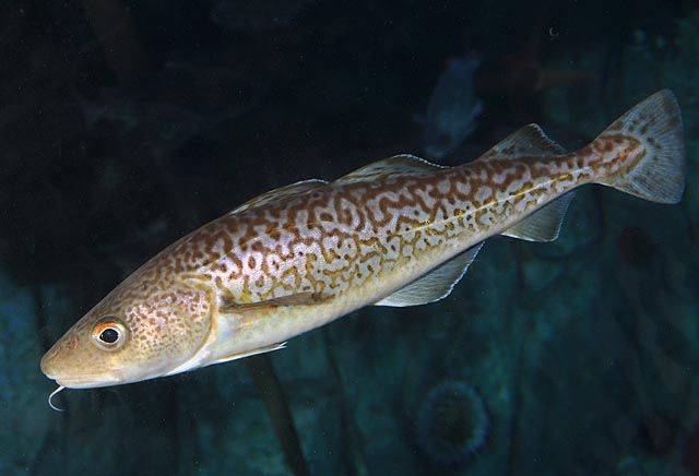 Тихоокеанська тріска (лат. Gadus macrocephalus)