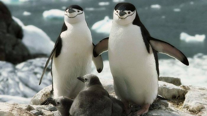 Антарктичний пінгвін фото (лат. Pygoscelis antarctica)