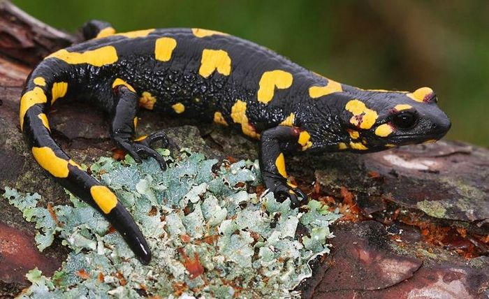 Вогняна саламандра фото (лат. Salamandra salamandra)