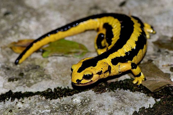 Плямиста саламандра фото (лат. Salamandra salamandra)