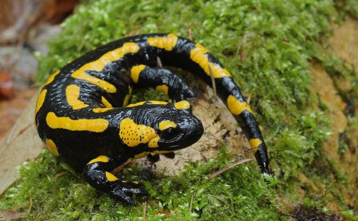 Звичайна саламандра фото (лат. Salamandra salamandra)