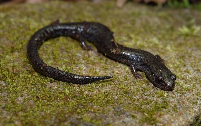 Тонка саламандра (лат. Plethodon richmondi)