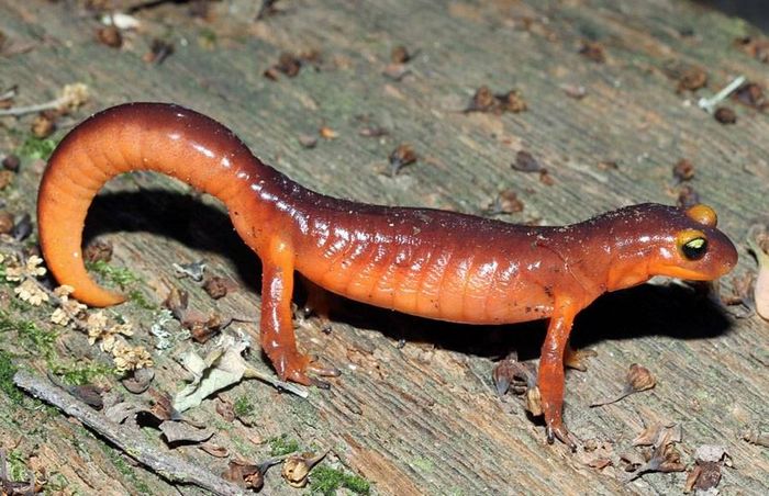 Тихоокеанська саламандра (підвид Ensatina eschscholtzii xanthoptica)