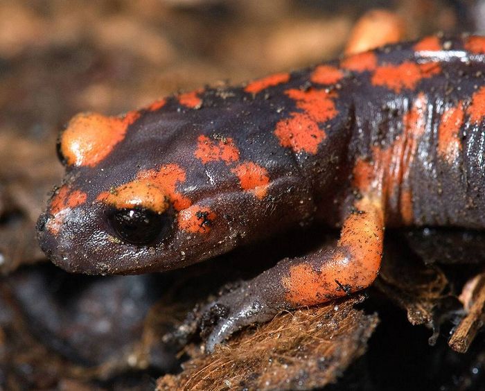 Тихоокеанська саламандра (підвид Ensatina eschscholtzii platensis)