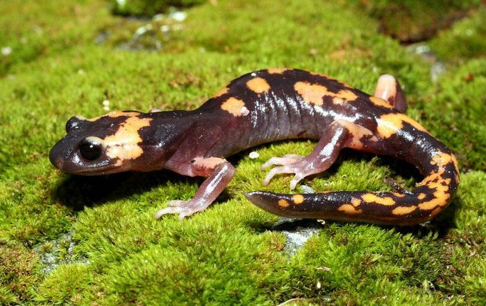 Тихоокеанська саламандра (підвид Ensatina eschscholtzii klauberi)