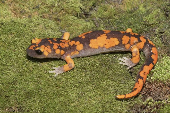 Тихоокеанська саламандра (підвид Ensatina eschscholtzii platensis) фото