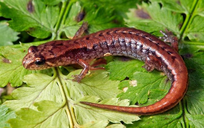 Крихітна саламандра фото (лат. Desmognathus wrighti)